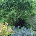 Ceanothus rigidus 'Southmead' P12